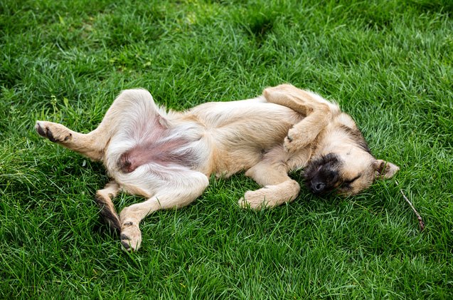 mystery solved this is why your dog kicks when you scratch his belly