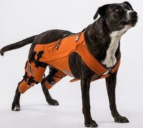 The Hipster Harness Is Here to Help Heal Your Dog’s Hip Dysplasia