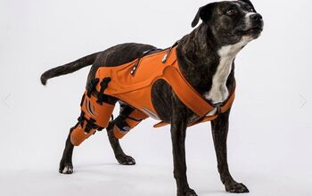 The Hipster Harness Is Here to Help Heal Your Dog’s Hip Dysplasia