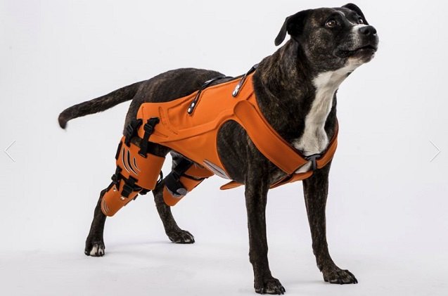 the hipster harness is here to help heal your dogs hip dysplasia