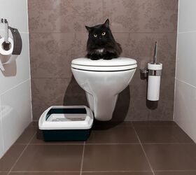 Bathroom Break: How To Toilet Train Your Cat