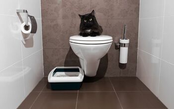 Bathroom Break: How To Toilet Train Your Cat