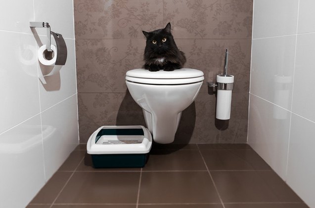 bathroom break how to toilet train your cat