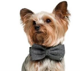 Don Your Dog In Dapper Apparel This Holiday Season