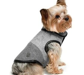 don your dog in dapper apparel this holiday season
