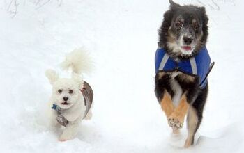 How To Choose A Winter Coat For Your Dog Like A Canadian Skijorer