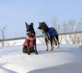 how to choose a winter coat for your dog like a canadian skijorer