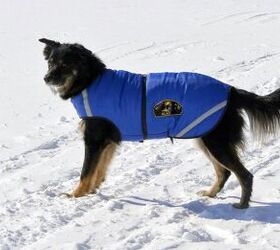 how to choose a winter coat for your dog like a canadian skijorer