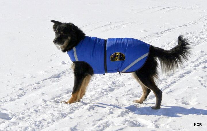 Dog Like A Canadian Skijorer, Do Dogs Need Coats In Winter Canada