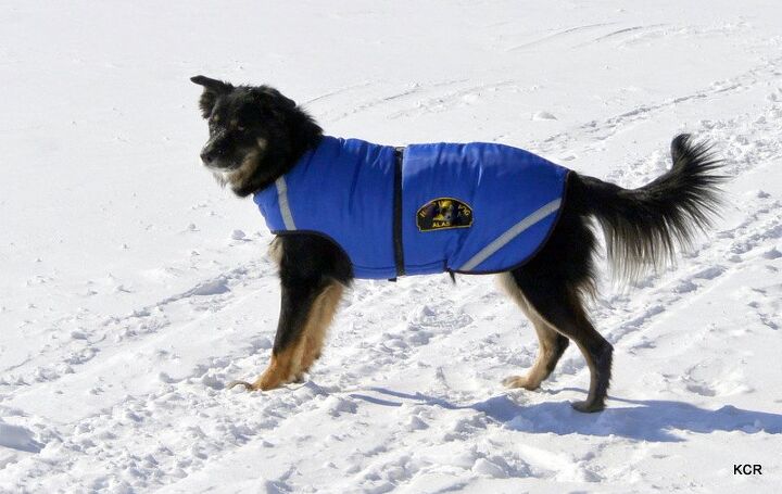 how to choose a winter coat for your dog like a canadian skijorer