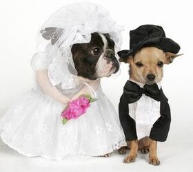 Pet Nup Provides Security For Pets In Times Of Divorce
