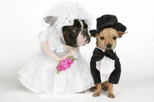 pet nup provides security for pets in times of divorce