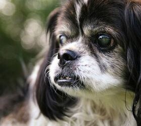 Living Well With Your Blind Dog