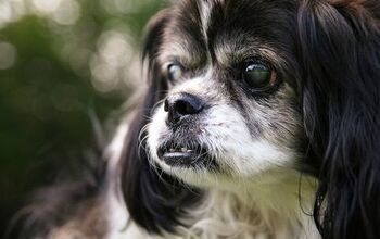Living Well With Your Blind Dog