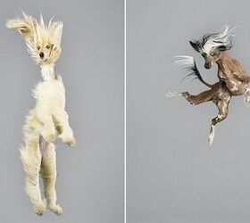 Hopping Hounds Jump For Joy In Springy New Photo Series