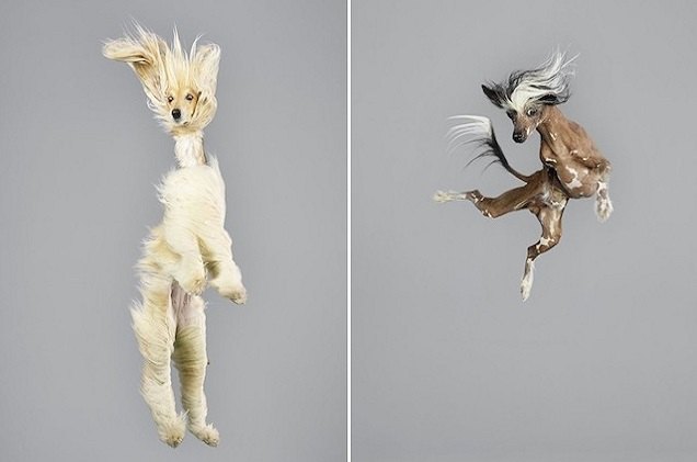hopping hounds jump for joy in springy new photo series