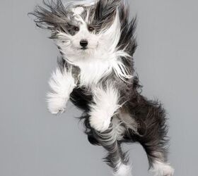 hopping hounds jump for joy in springy new photo series