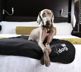 off the leash luxury awaits pooches at las vegas pet friendly resorts