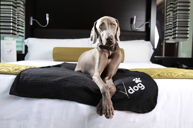 off the leash luxury awaits pooches at las vegas pet friendly resorts