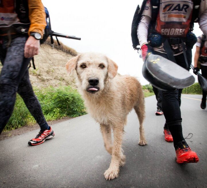 unexpected iron dog joins the swedish adventure racing team