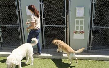 Choosing The Right Boarding Kennel For You And Your Dog