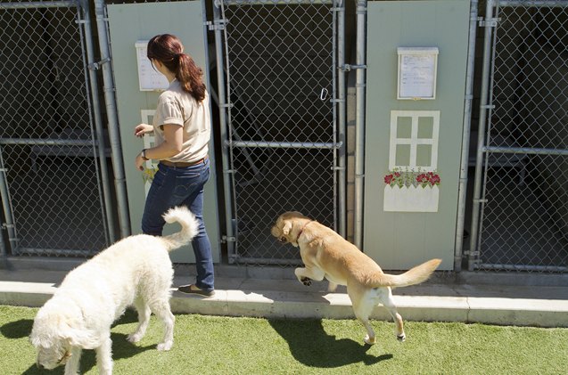 choosing the right boarding kennel for you and your dog