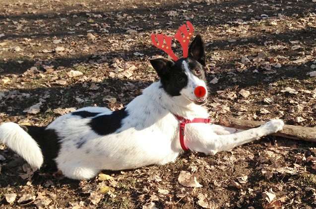 gen y dogma how to do your dog s first christmas up in style