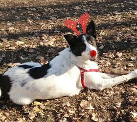 Gen Y Dogma: How To Do Your Dog’s First Christmas Up In Style