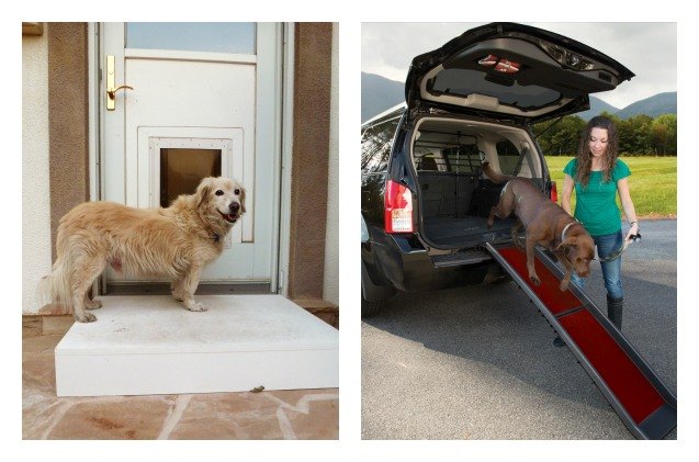 ramps and pet steps give stiff senior dogs a leg up