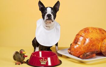 How A Furry Thief Gobbled Our Thanksgiving Turkey And Started A New Tr