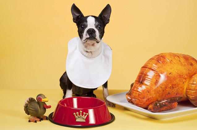 how a furry thief gobbled our thanksgiving turkey and started a new tr