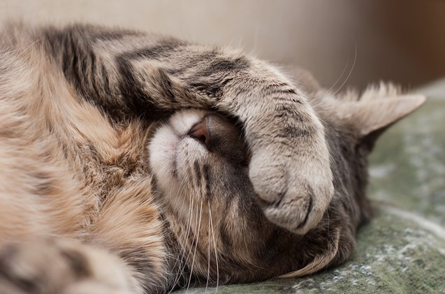 4 basic first aid tips for cat emergencies