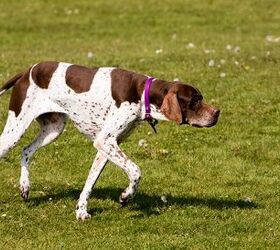 English Pointer Dog Breed Information and Pictures - | PetGuide