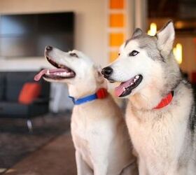 Meet WÜF, The World’s Smartest Dog Collar