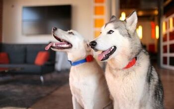 Meet WÜF, The World’s Smartest Dog Collar