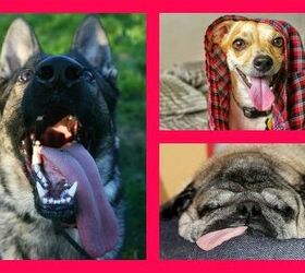 The Winners Of Our Tongues Out Contest