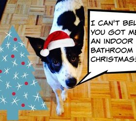 Gen Y Dogma: I’m Afraid My Dog Will Ruin Christmas