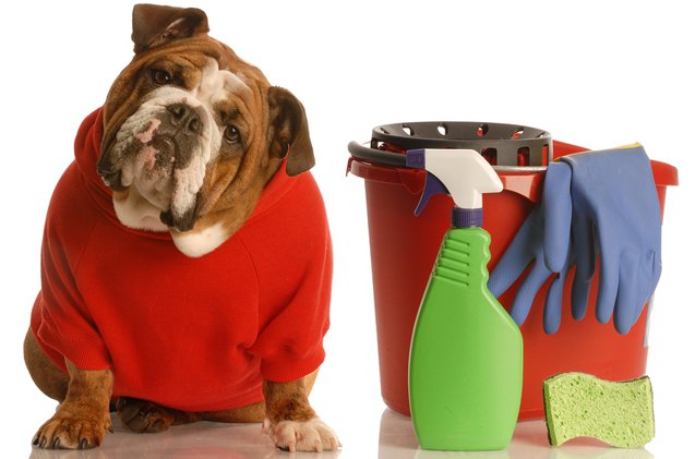 4 diy homemade cleaners that are safe for dogs