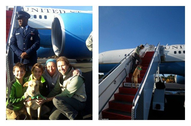 biden rescue pooch gets v i p treatment on air force two