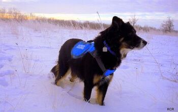 Product Review: Outward Hound ThermoVest