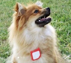 Lost And Found: Findster, The GPS Pet Tracker With No Monthly Fees