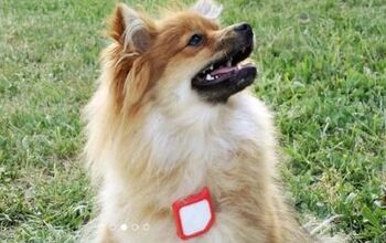Lost And Found: Findster, The GPS Pet Tracker With No Monthly Fees
