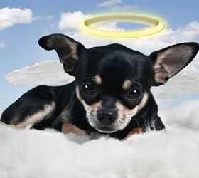 do cats and dogs go to heaven