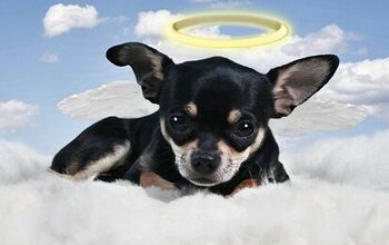 Pope Francis Says All Dogs (And Cats) Do Go To Heaven