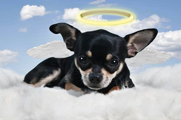 pope francis says all dogs and cats do go to heaven