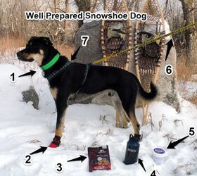 winter workout the frost savvy snowshoe dog