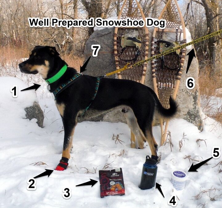 winter workout the frost savvy snowshoe dog