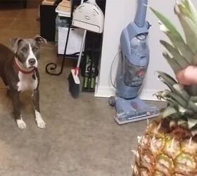 pitbull petrified of suspicious looking pineapple video