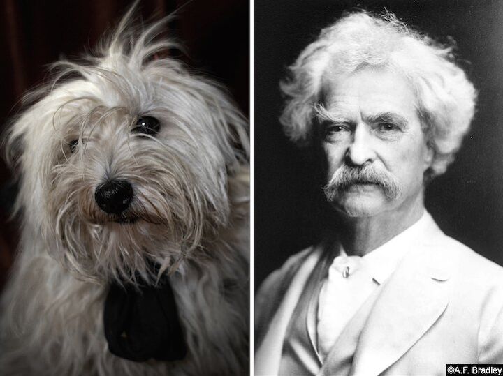 poetic dogs photo series casts pups as literary icons
