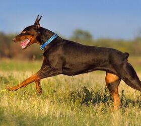 Cutting It Short: The Basics About Tail Docking in Dogs